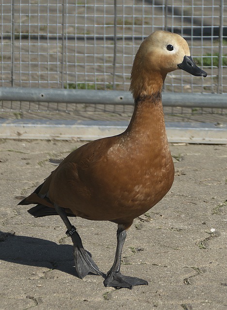 s曼城